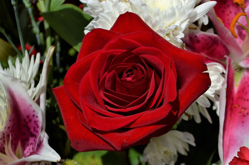 Rosa roja en ramo de flores